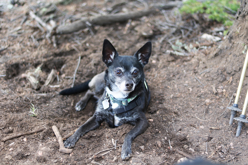 10 TIPS FOR BACKPACKING WITH YOUR DOG