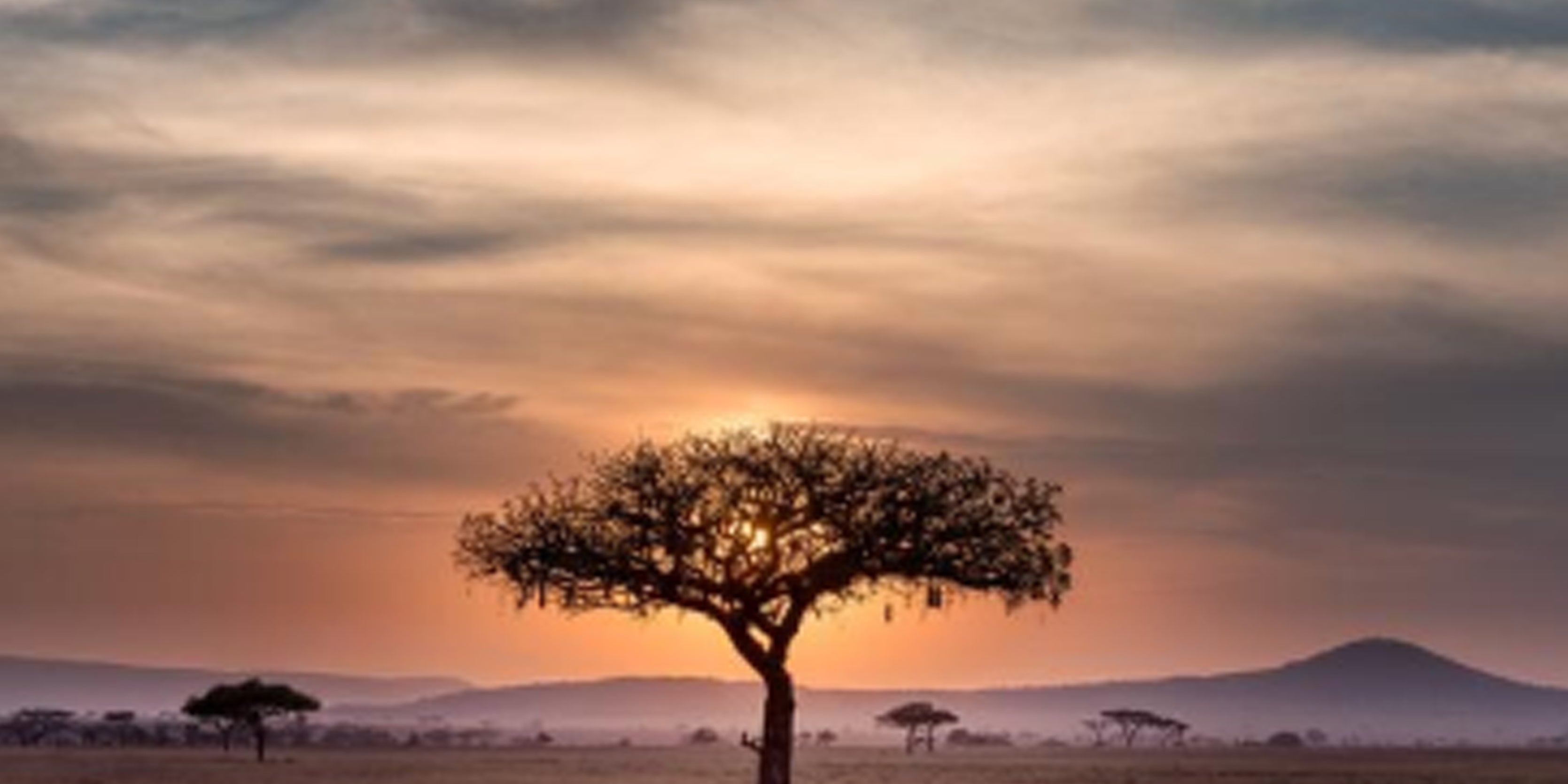DIY South African Safari