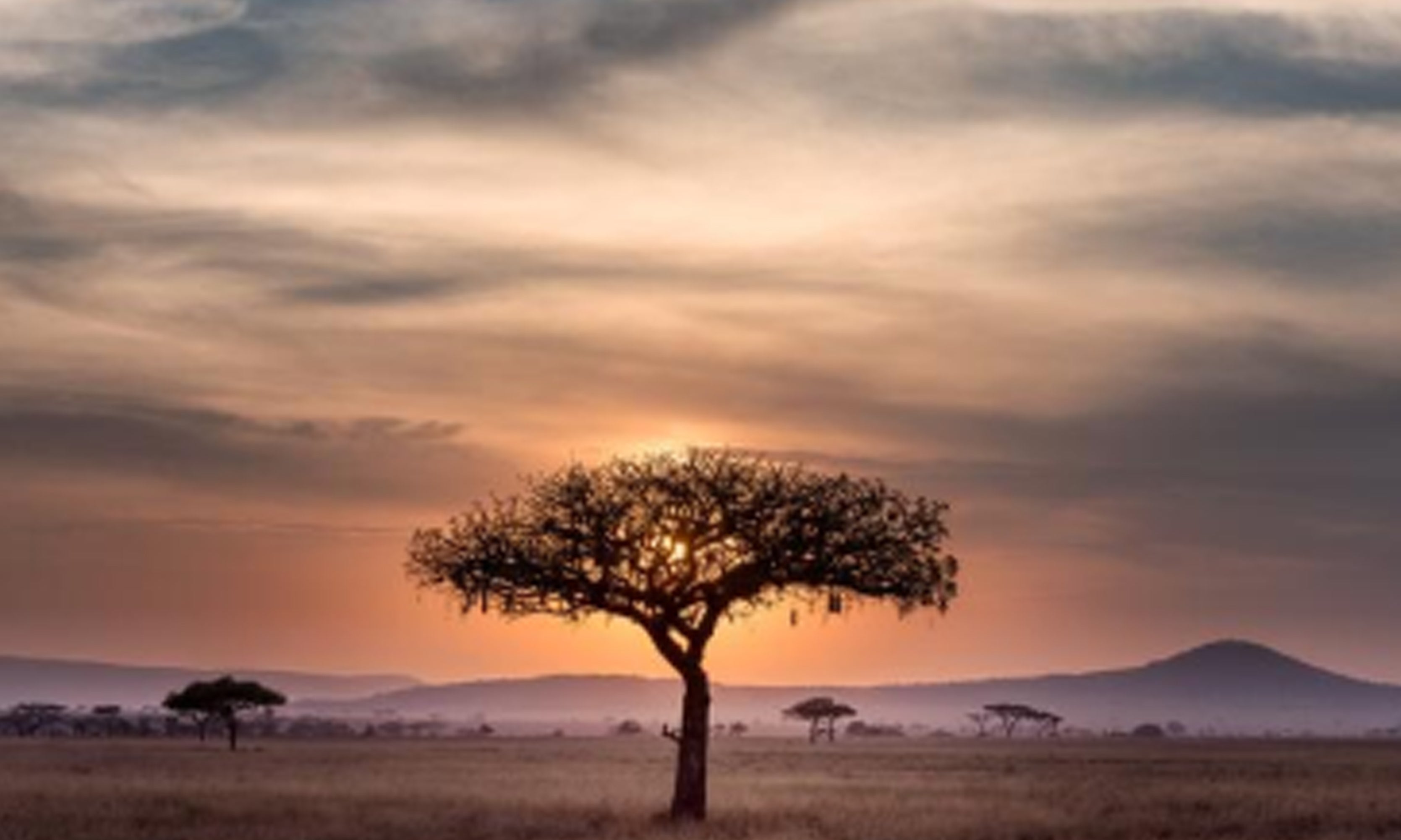 DIY South African Safari