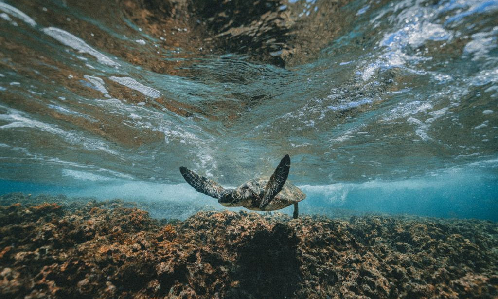 Mountain Biking, Volcano Hiking & Snorkeling Adventures on the Big Island of Hawai'i