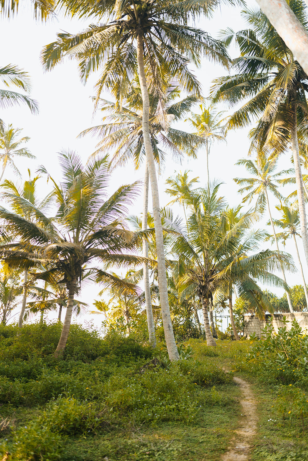 palm trees in sri lanka